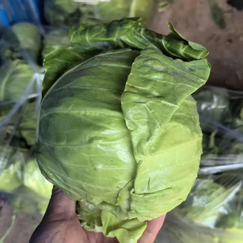 奥奇娜甘蓝包菜品质保证量大从优对接各大商超