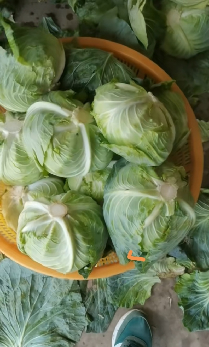 奥奇娜甘蓝包菜品质保证量大从优对接各大商超