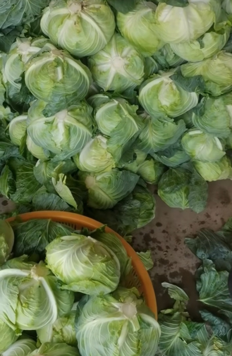 奥奇娜甘蓝包菜品质保证量大从优对接各大商超