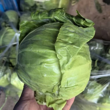 奥奇娜甘蓝包菜品质保证量大从优对接各大商超