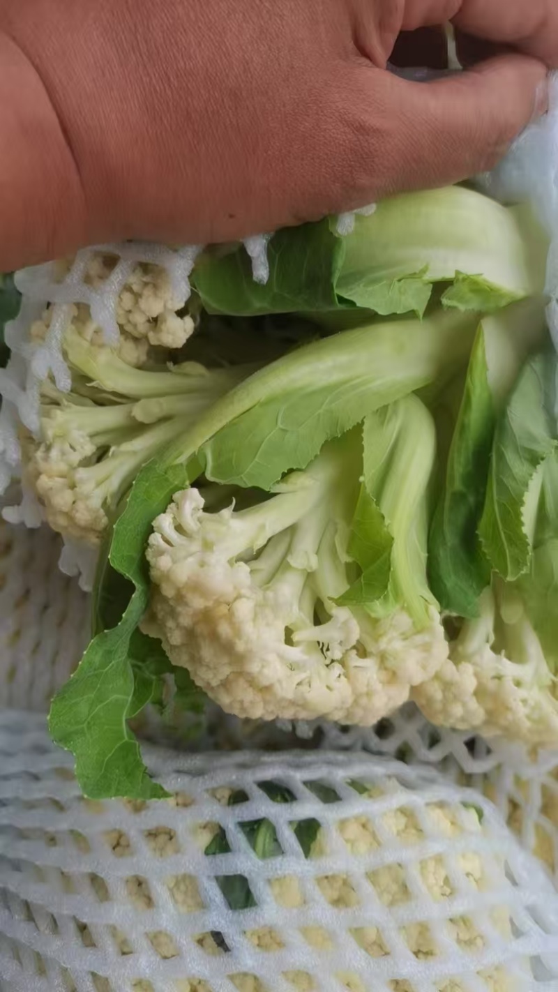 松花菜散花菜品质保证诚信经营物美价廉量大从优