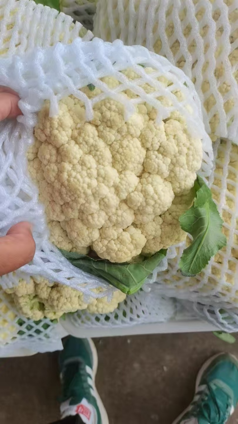 松花菜散花菜品质保证诚信经营物美价廉量大从优