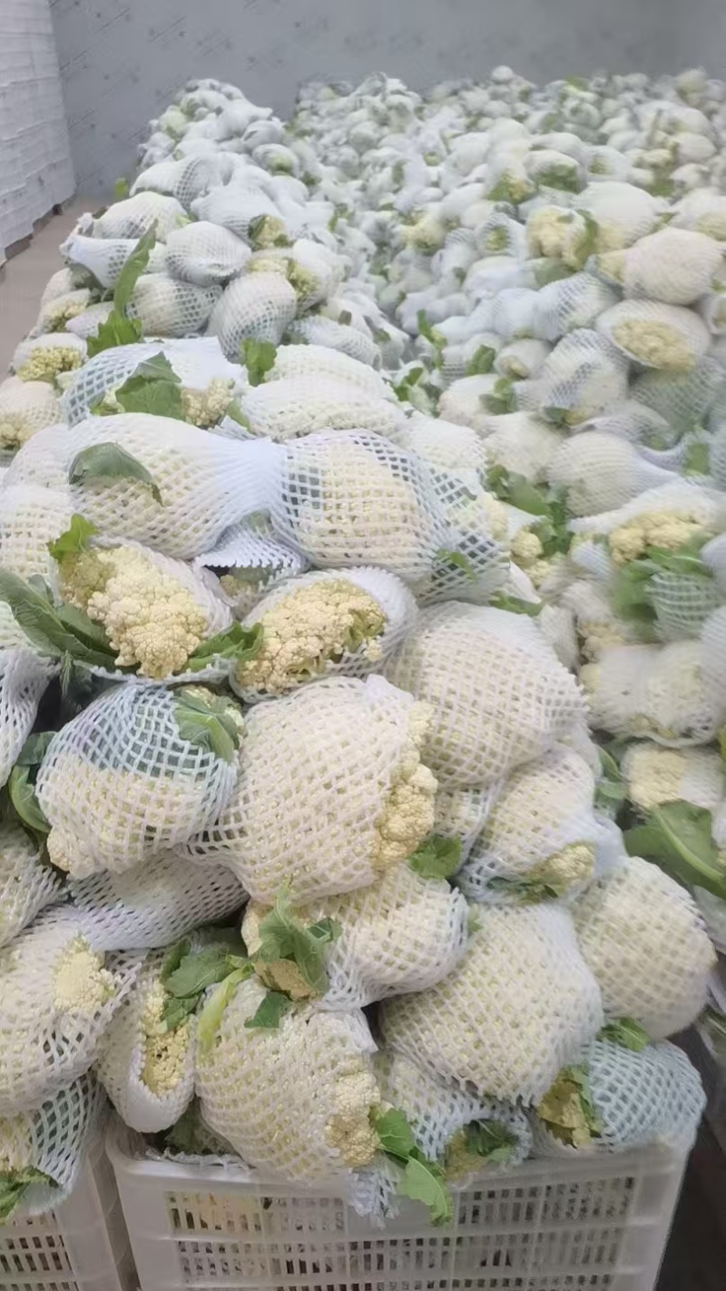 松花菜散花菜品质保证诚信经营物美价廉量大从优