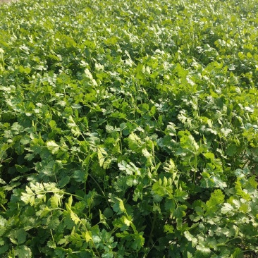 香菜毛菜，30厘米到45厘米左右。露天种植