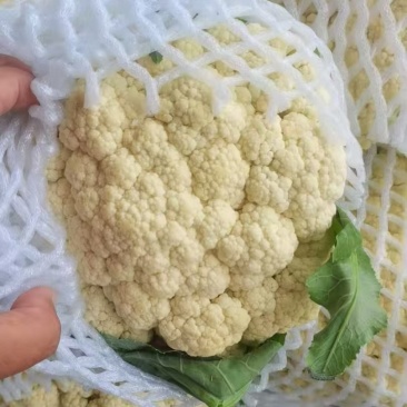 松花菜散花菜品质保证诚信经营物美价廉量大从优