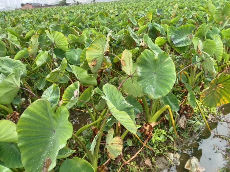 湖南农家粉广芋