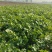 香菜毛菜，30厘米到45厘米左右。露天种植
