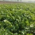 香菜毛菜，30厘米到45厘米左右。露天种植