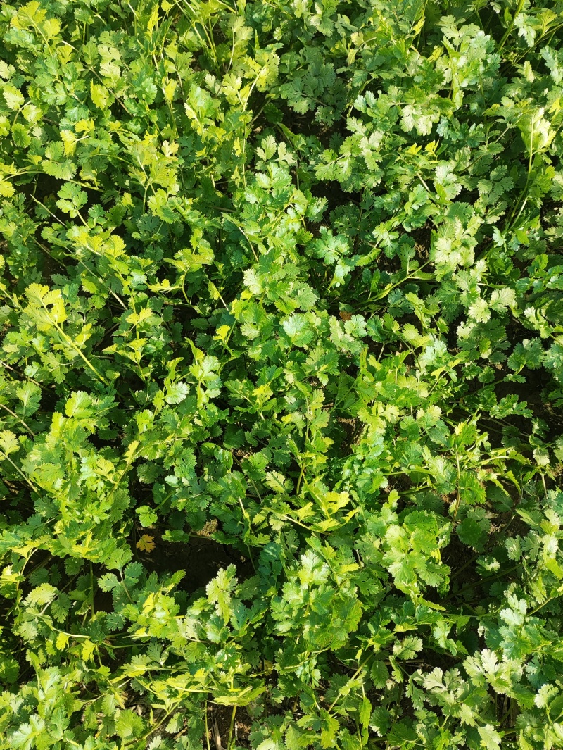 香菜毛菜，30厘米到45厘米左右。露天种植