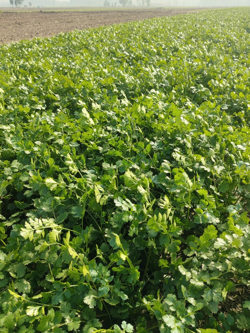 香菜毛菜，30厘米到45厘米左右。露天种植