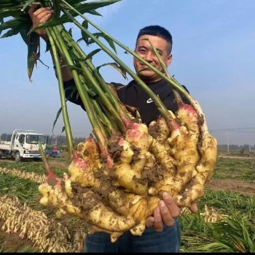 红芽鲜姜【入库存窖窖口出租】辣味足块头大无杂质芽鲜无腐烂