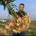红芽鲜姜【入库存窖窖口出租】辣味足块头大无杂质芽鲜无腐烂