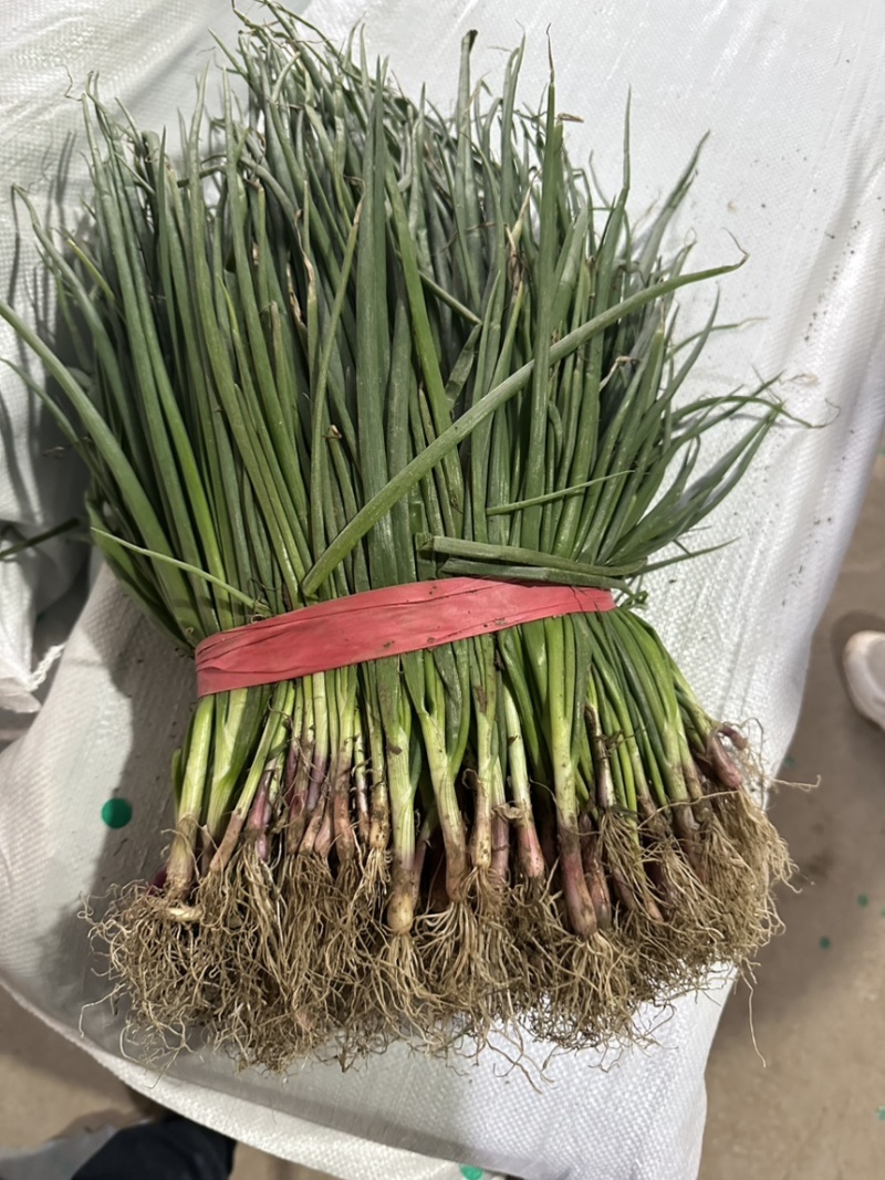 聊城二红洋葱苗