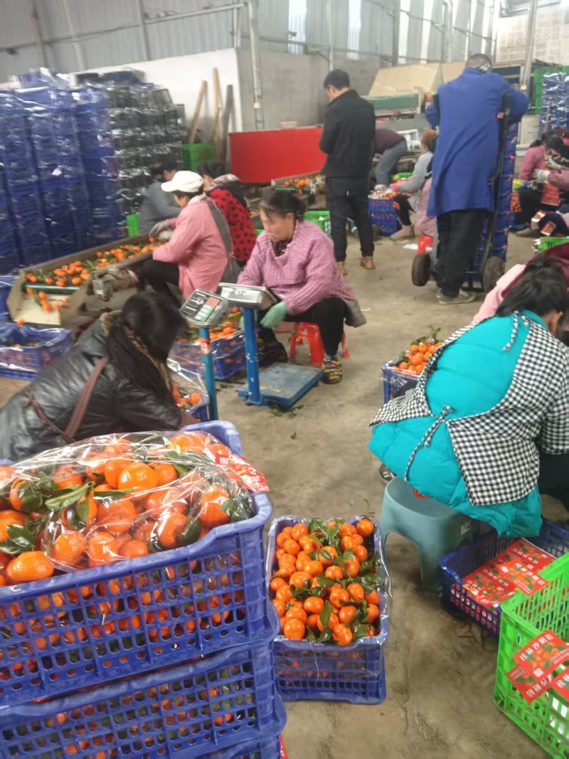 砂糖橘，广西沙糖桔规格齐全大量上市，可市场商超供货