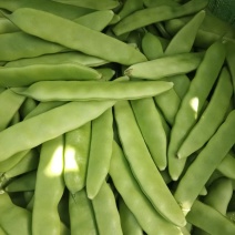 九月青油豆角现摘现发产地直销