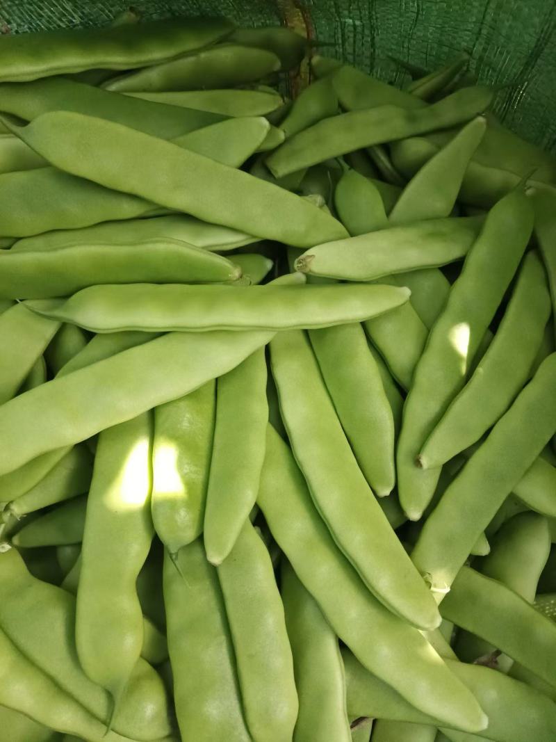 九月青油豆角现摘现发产地直销