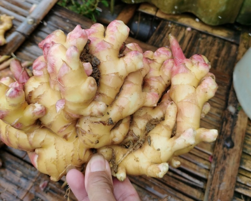 贵州二黄姜