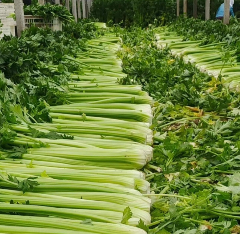河南周口芹菜剁头西芹产地直供量大从优价格实惠欢迎联系