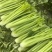 河南周口芹菜剁头西芹产地直供量大从优价格实惠欢迎联系