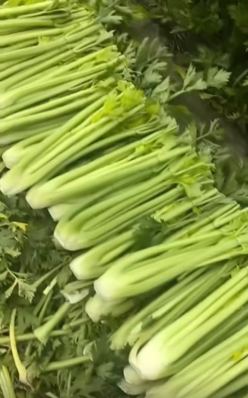 河南周口芹菜剁头西芹产地直供量大从优价格实惠欢迎联系