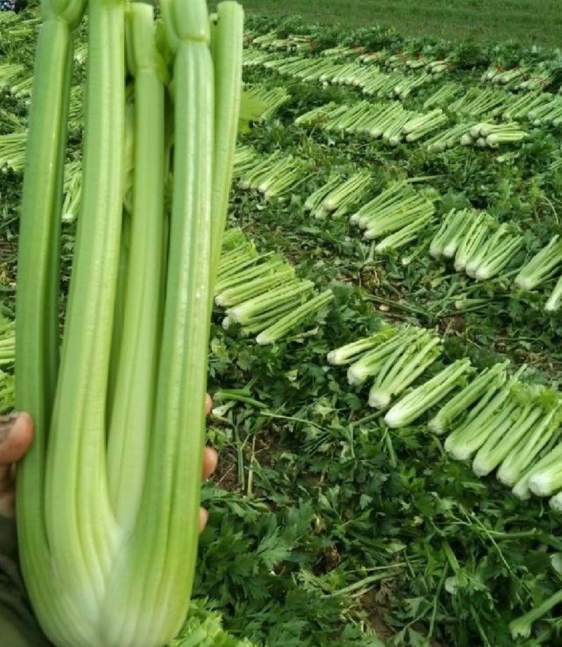 河南周口芹菜剁头西芹产地直供量大从优价格实惠欢迎联系
