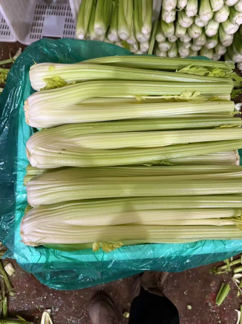 河南周口芹菜剁头西芹产地直供量大从优价格实惠欢迎联系