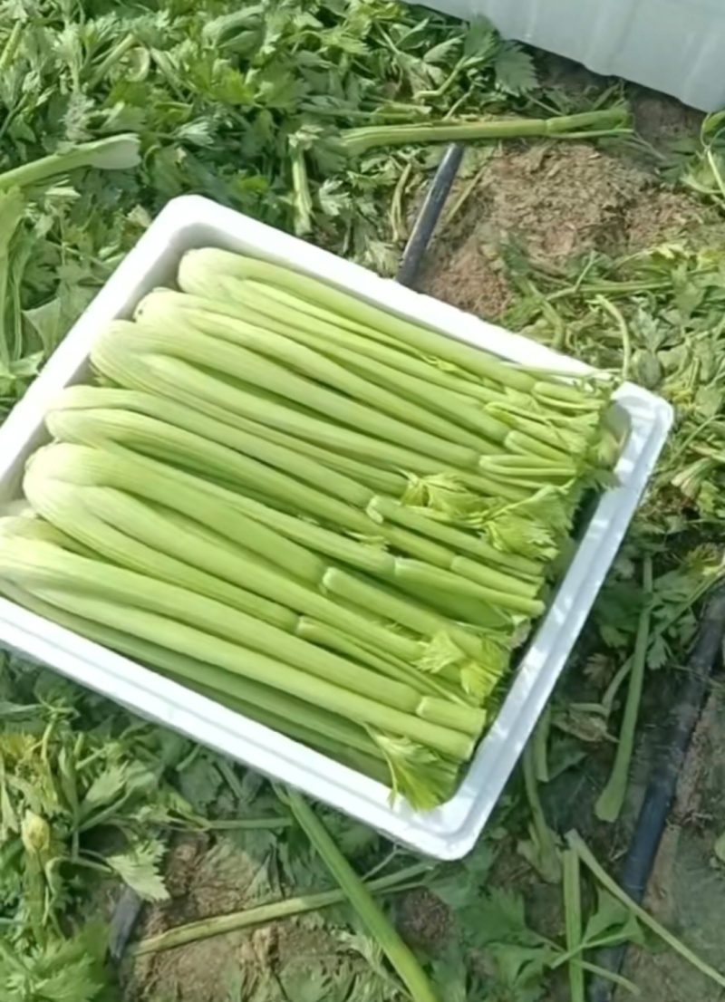 河南周口芹菜剁头西芹产地直供量大从优价格实惠欢迎联系