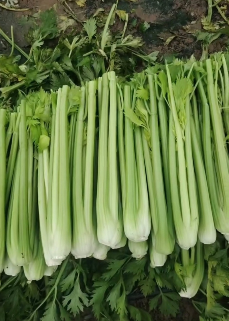河南周口芹菜剁头西芹产地直供量大从优价格实惠欢迎联系