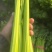 河南周口芹菜剁头西芹产地直供量大从优价格实惠欢迎联系