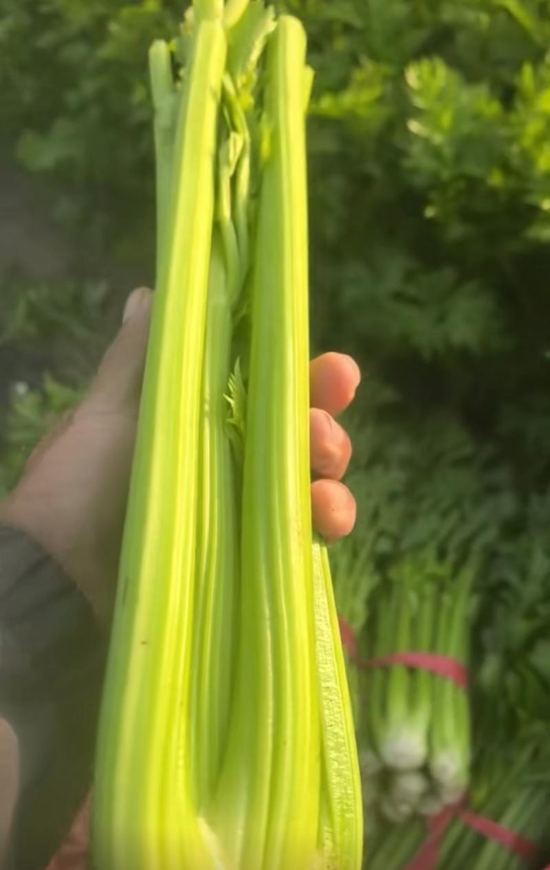 河南周口芹菜剁头西芹产地直供量大从优价格实惠欢迎联系