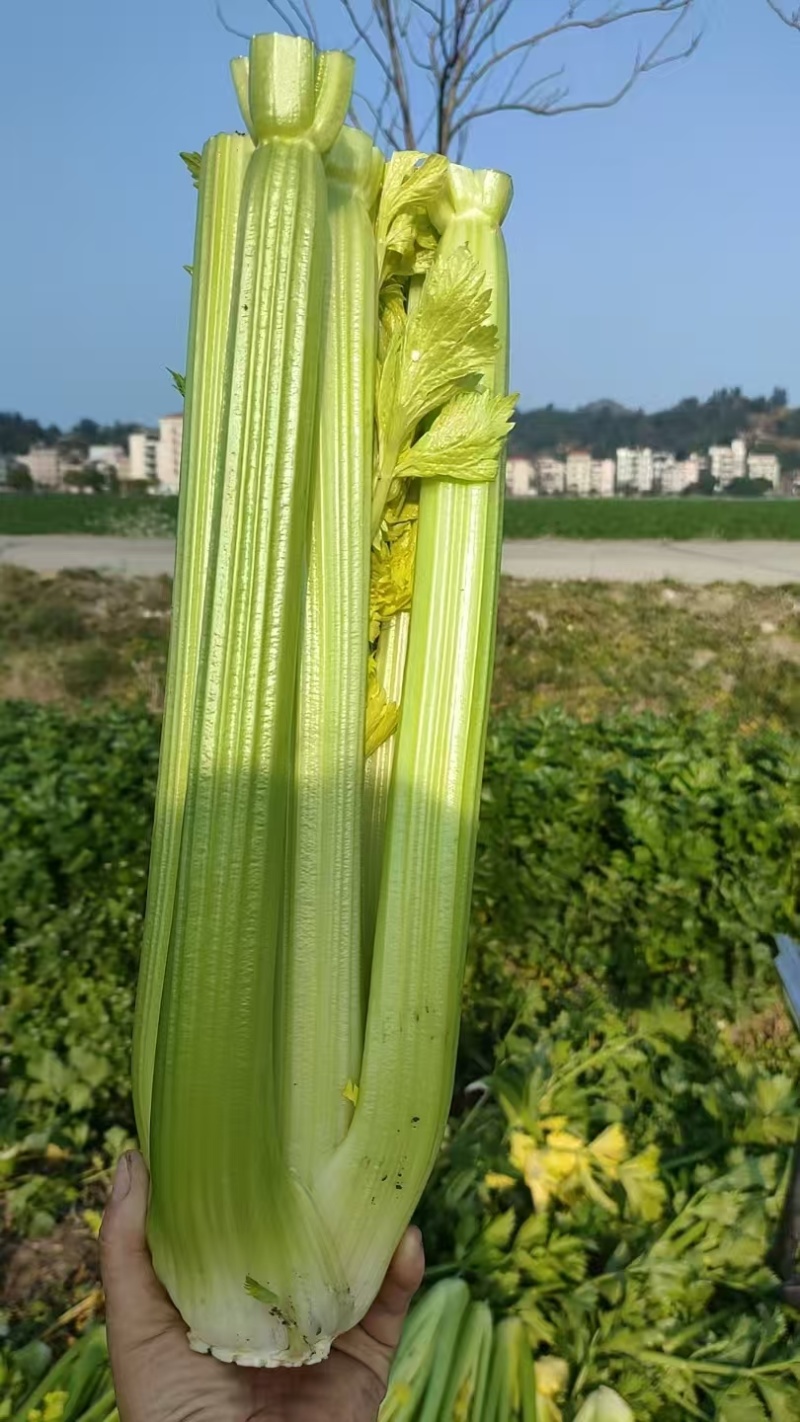 河南周口芹菜剁头西芹产地直供量大从优价格实惠欢迎联系