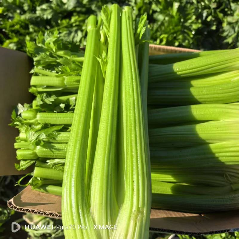 河南周口芹菜剁头西芹产地直供量大从优价格实惠欢迎联系