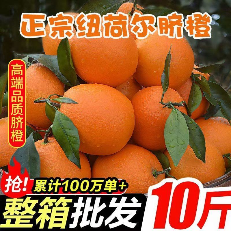 【一件代发】全网低价正宗纽荷尔脐橙赣南同品种批发