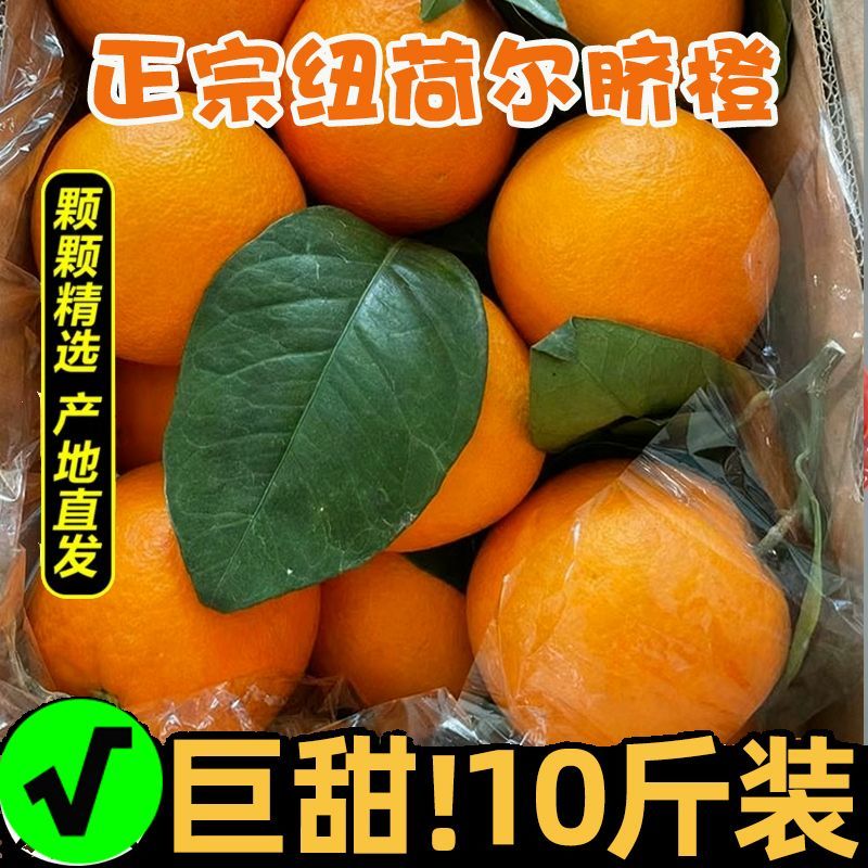 【一件代发】全网低价正宗纽荷尔脐橙赣南同品种批发