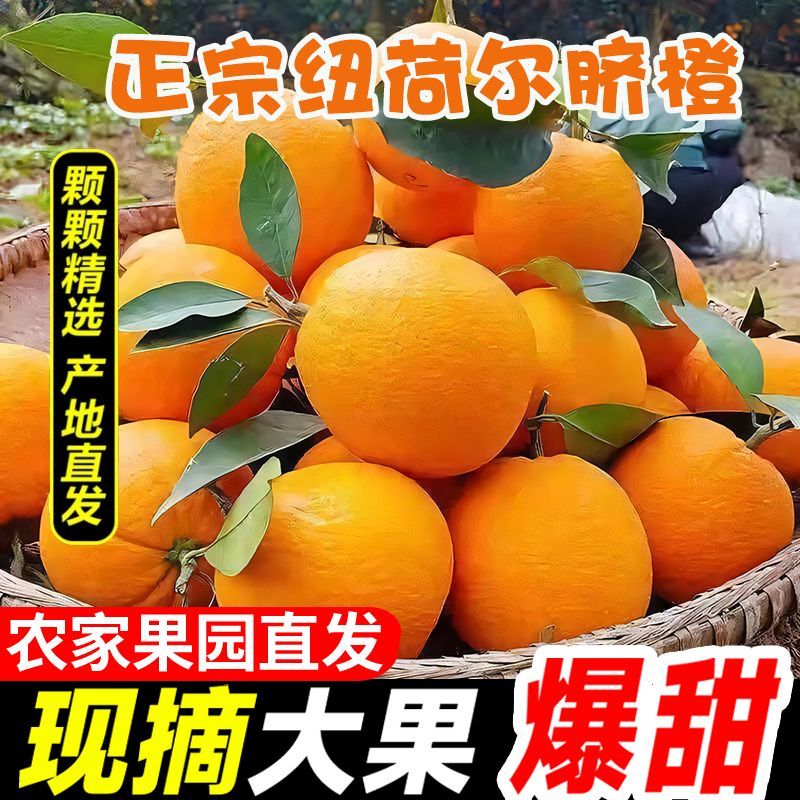 【一件代发】全网低价正宗纽荷尔脐橙赣南同品种批发