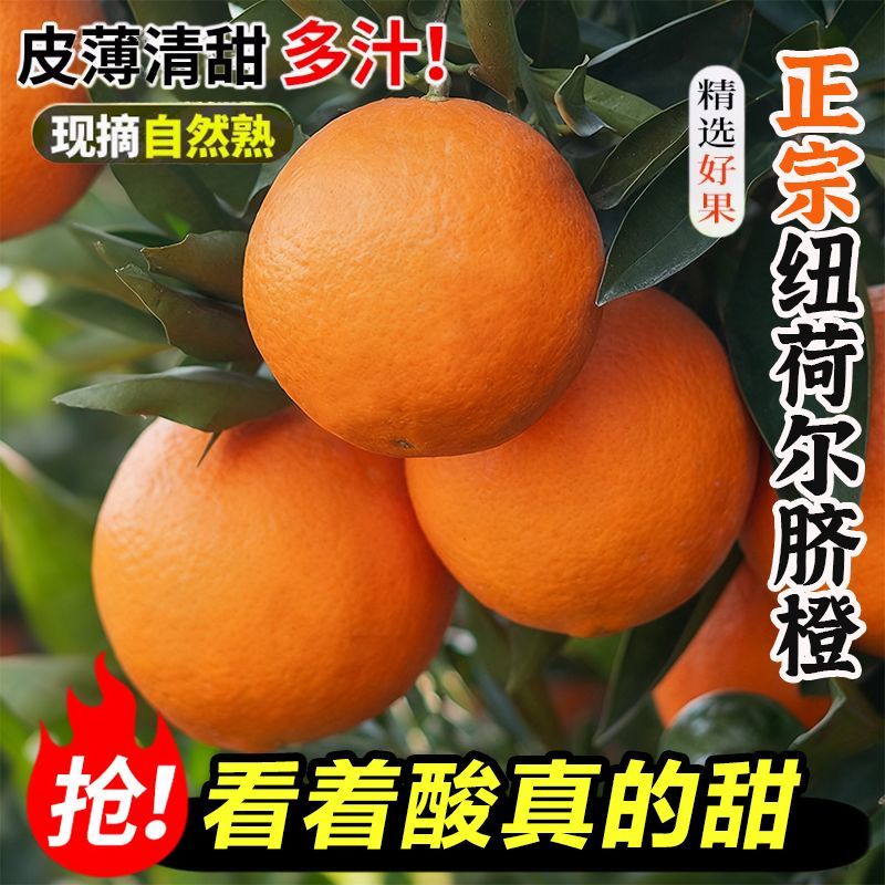 【一件代发】全网低价正宗纽荷尔脐橙赣南同品种批发