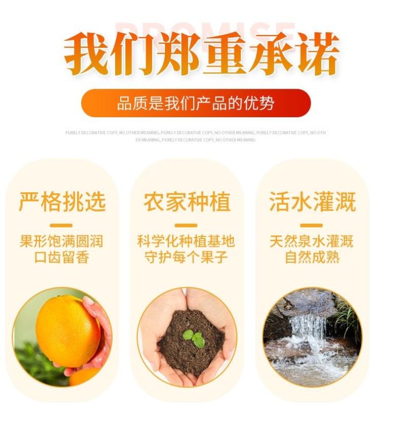 【一件代发】全网低价正宗纽荷尔脐橙赣南同品种批发