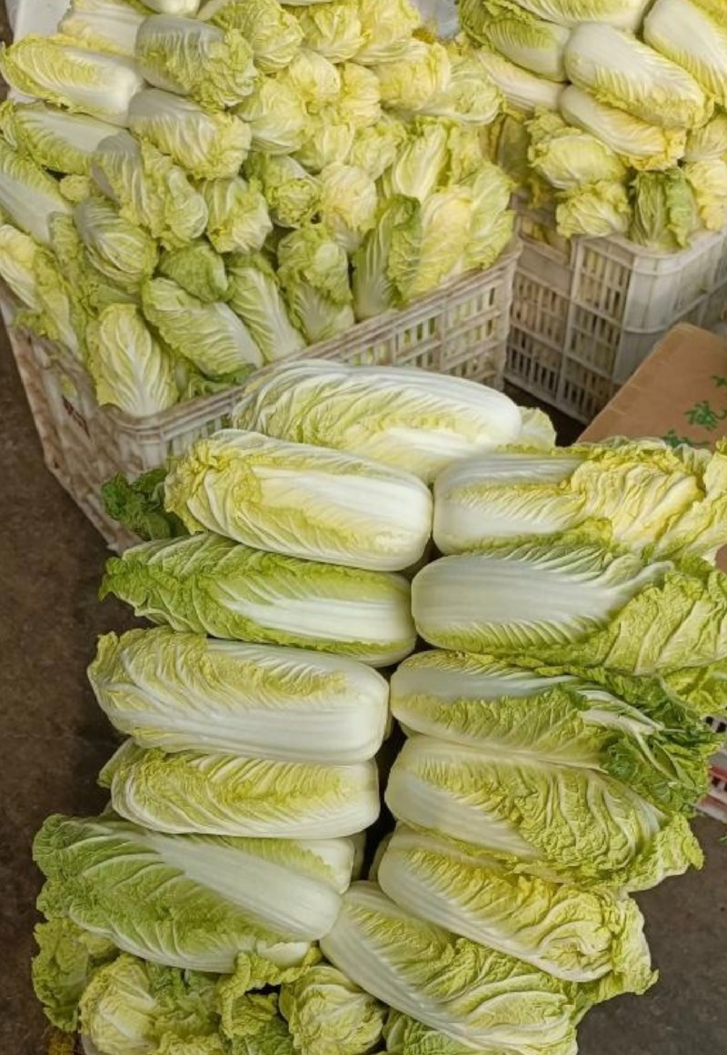 河南基地娃娃菜：市场【电商一件代发】量大从优、