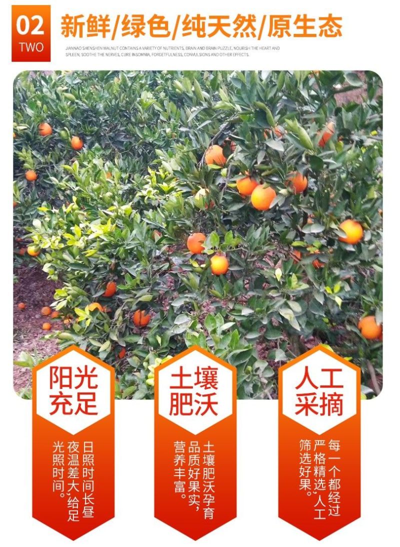 【一件代发】跑量电商货全网低价脐橙橙子批发直播