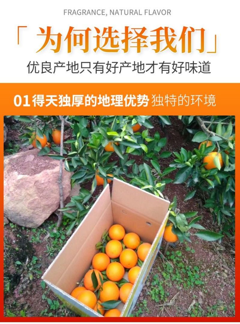【一件代发】跑量电商货全网低价脐橙橙子批发直播
