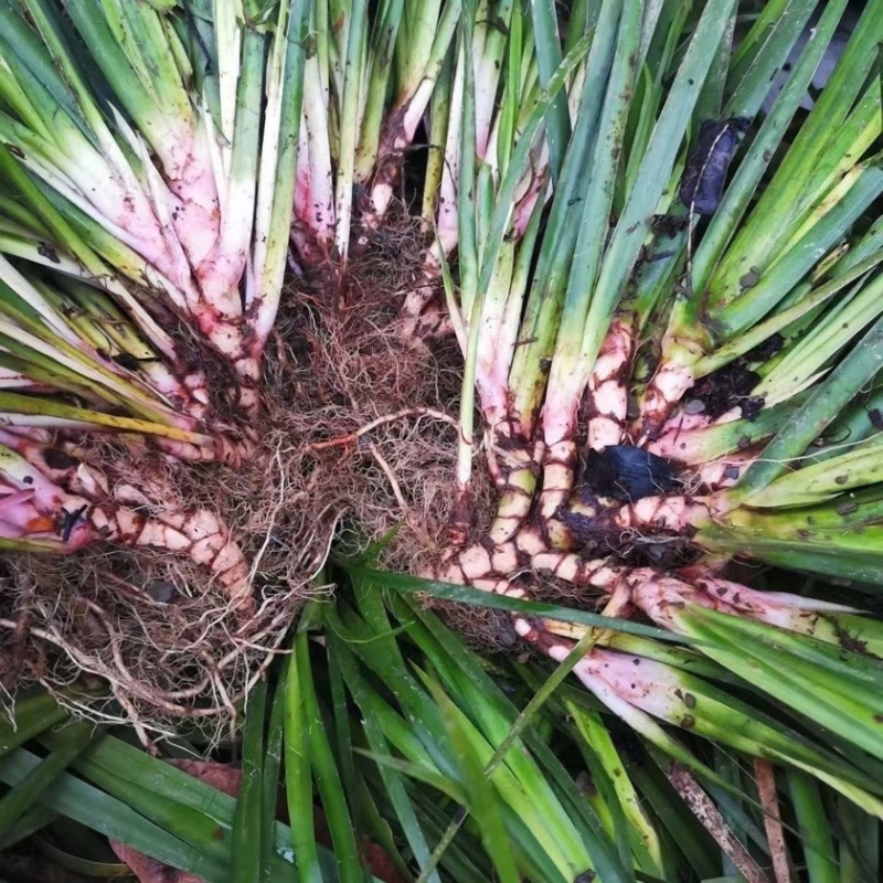 石菖蒲种苗带泥带根现挖现发基地直供石菖蒲批发零售