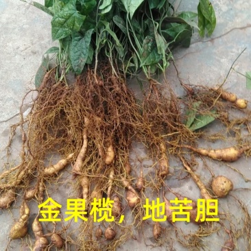 四川金果榄苗地苦胆苗青牛胆苗常年现货基地直供批发零售