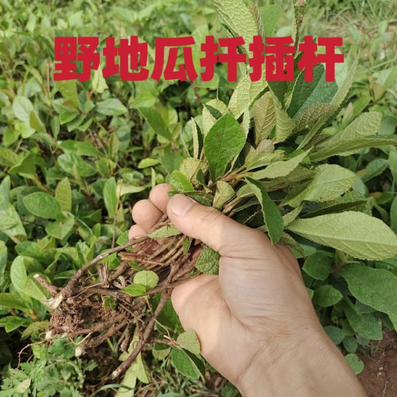 四川野生地瓜藤扦插杆新鲜批发零售大量上市诚信经营
