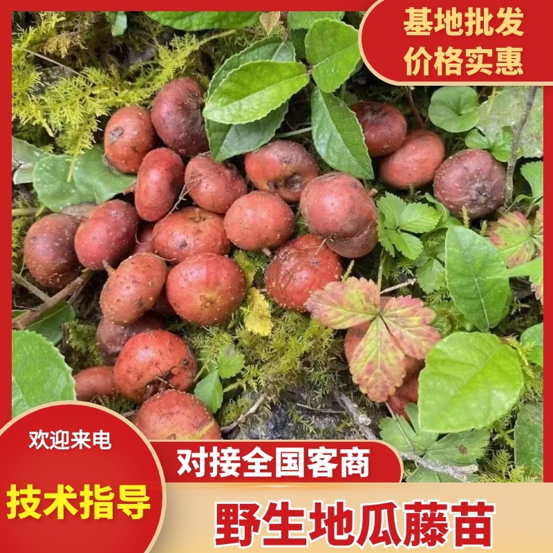 四川野生地瓜藤扦插杆新鲜批发零售大量上市诚信经营