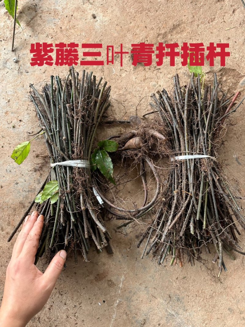 三叶青苗药材批发零售小叶紫藤三叶青扦插杆紫藤批发
