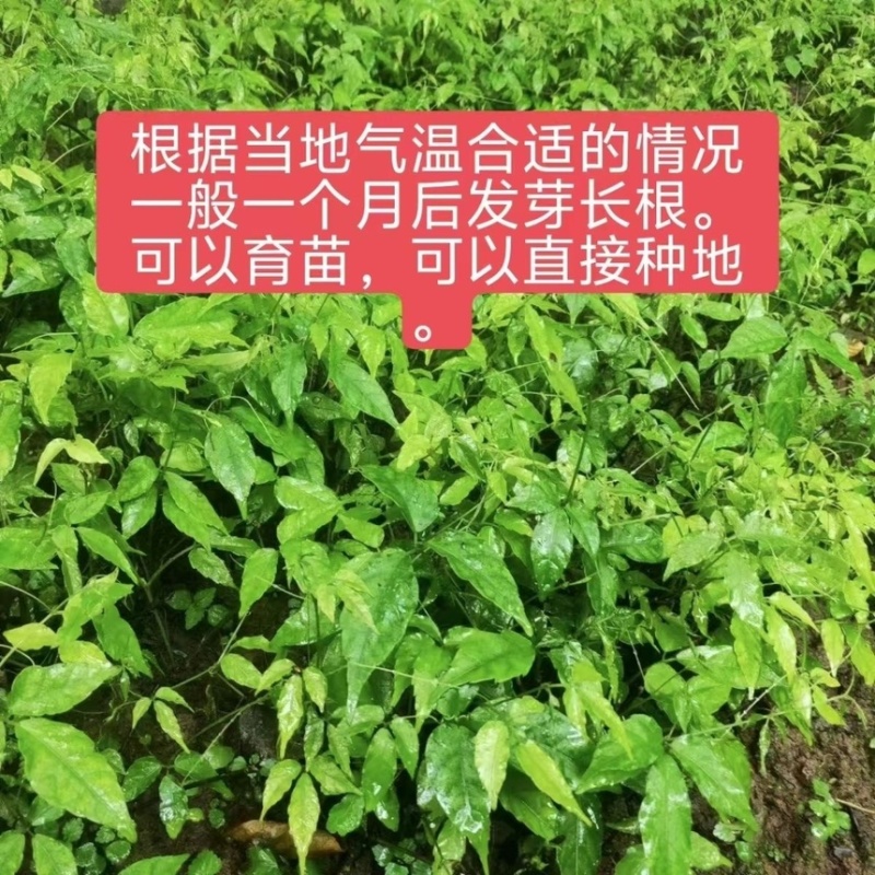三叶青苗药材批发零售小叶紫藤三叶青扦插杆紫藤批发