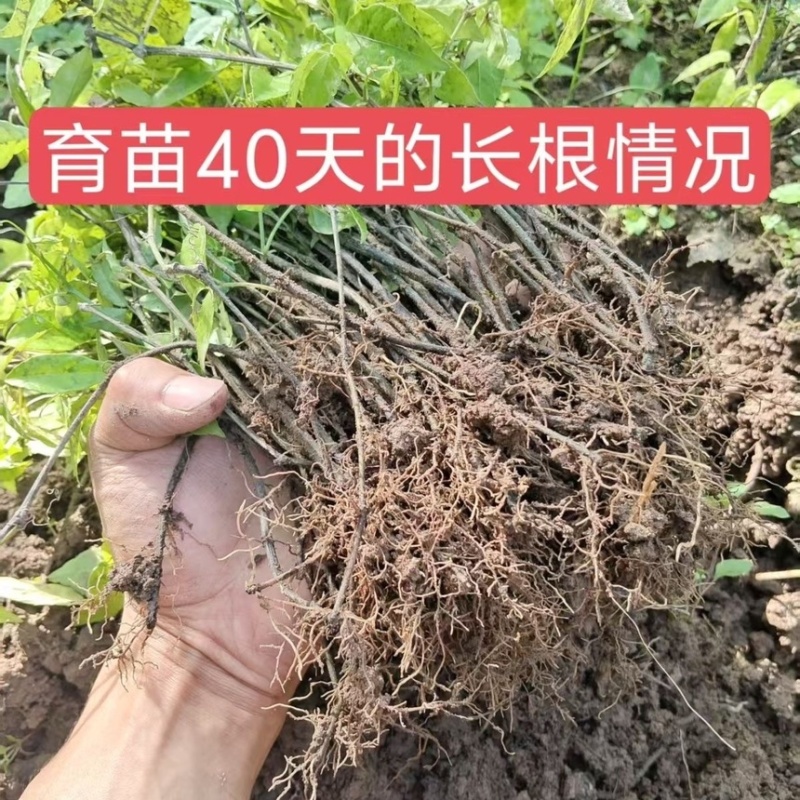 三叶青苗药材批发零售小叶紫藤三叶青扦插杆紫藤批发
