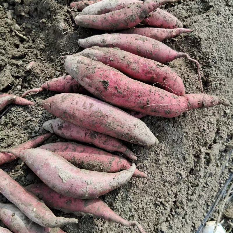 河南商薯19:西瓜红、哈蜜、人参薯电商市场大量供应
