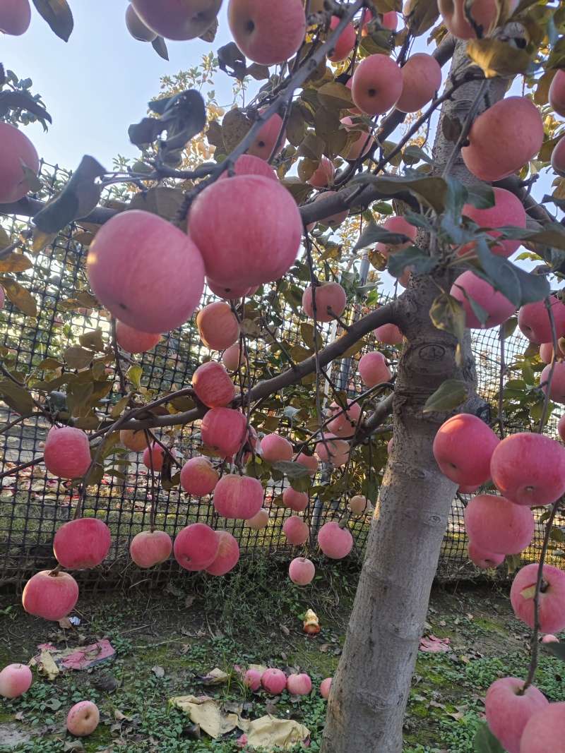 三优红富士苹果