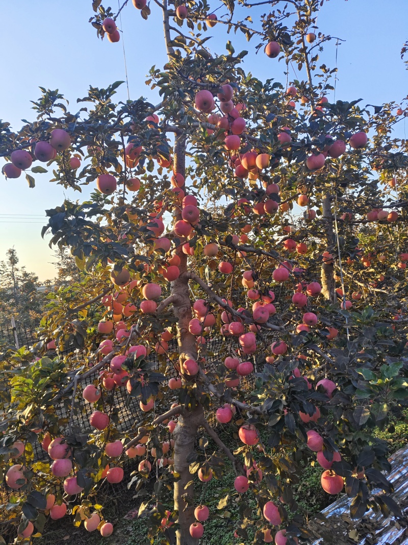 三优红富士苹果